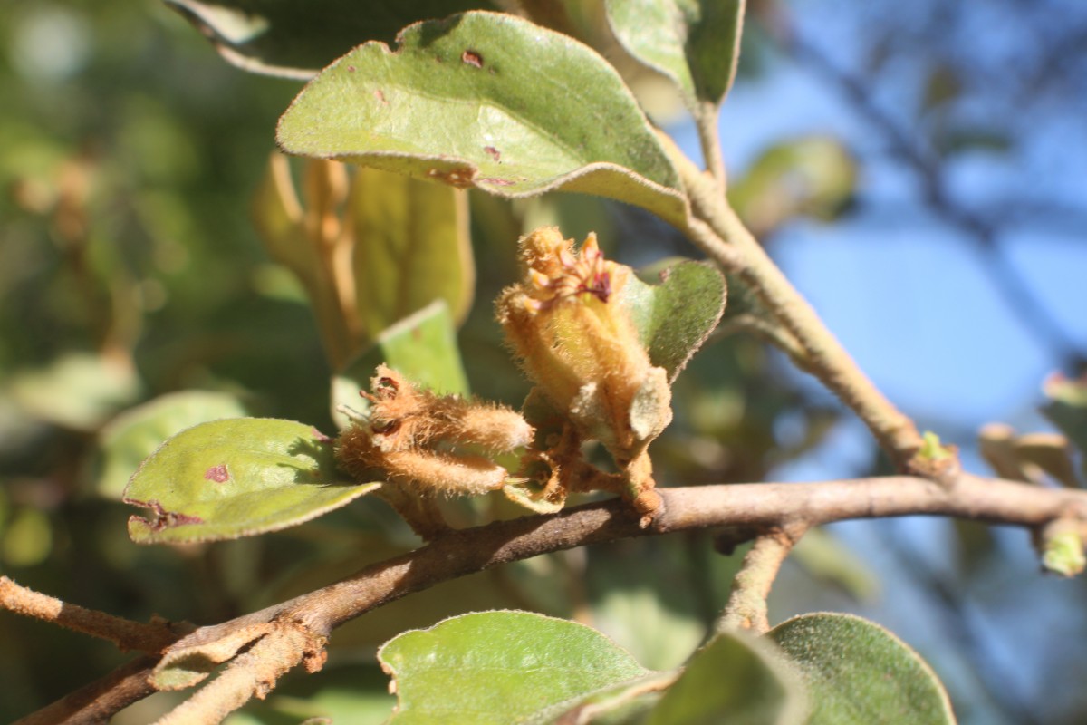 Taxillus tomentosus (B.Heyne ex Roth) Tiegh.